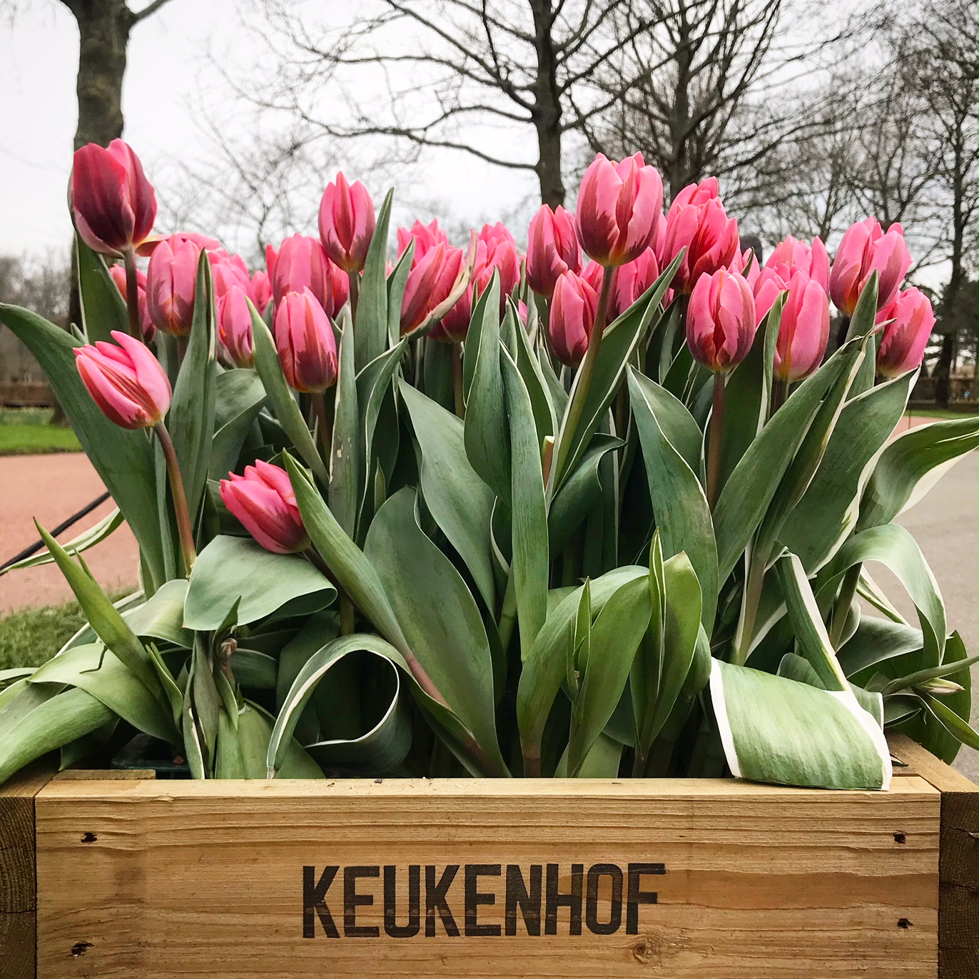 Keukenhof Flower Fields Tulip touroperator GO experience Holland and Belgium