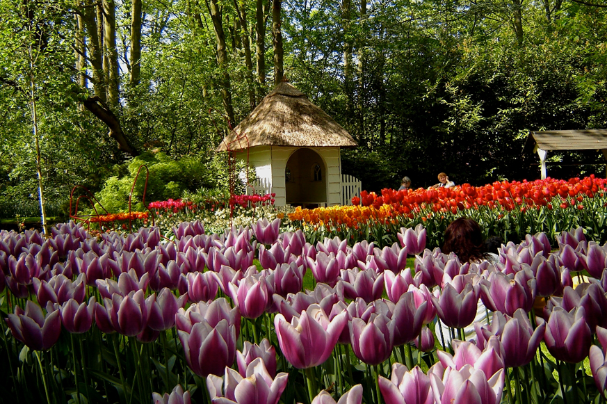 Keukenhof Go Experience tulips tulipas flower fields