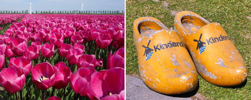 Traditional Dutch Icons Tulips Wooden Shoes Delft Blue Kinderdijk Windmills Delta Works Cheese Canals Bicycles GO Experience guided tours Touroperator Holland and Belgium