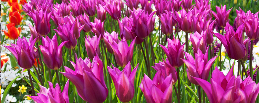 Keukenhof flower fields tulips guided tours GO Experience