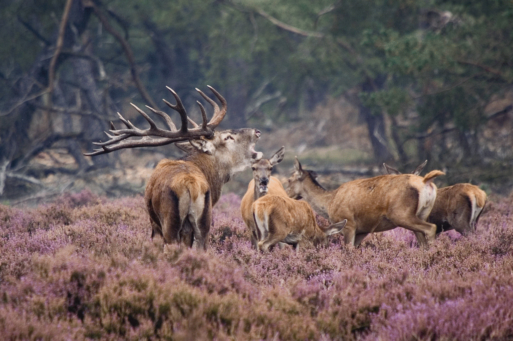 Hoge Veluwe & Kröller Muller Museum